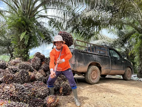 Harga Kelapa Sawit Mitra Swadaya Mengalami Kenaikan 1,57%