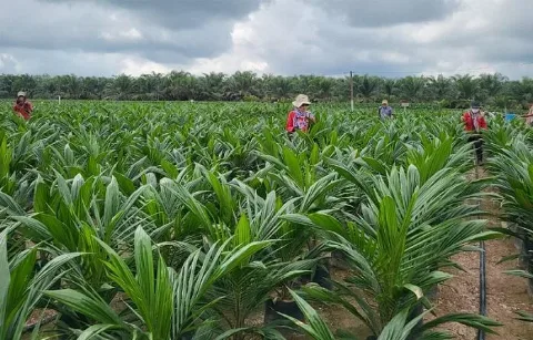 10 Produsen Benih Sawit Tampilkan Produk Terbaik di Pameran SIEXPO 2026