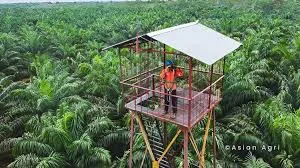 Keberhasilan Perkebunan Kelapa Sawit Dalam Pelestarian Plasma Nutfah
