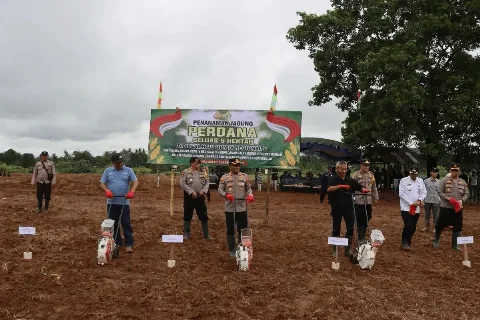 PTPN IV PalmCo Optimalkan Areal Replanting Dengan Tanaman Jagung