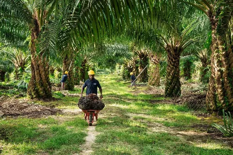 Sulawesi Tengah Bentuk FMPSB-Sulteng untuk Memperkuat Tata Kelola Perkebunan Kelapa Sawit 