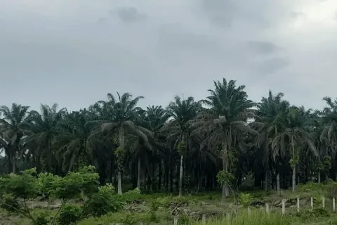 Kabupaten Penajam Paser Utara Susun Raperda Melindungi Lahan Pertanian
