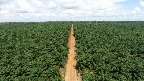 Kelapa Sawit Mesin Penyerap Karbon Paling Efisien