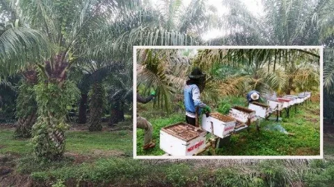 Meraup Cuan Budidaya Madu di Perkebunan Sawit