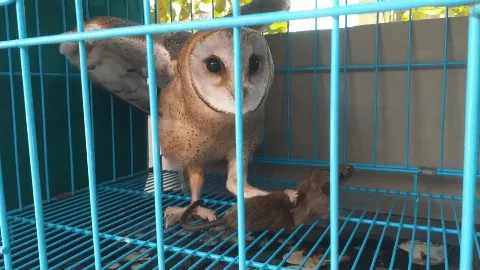 Burung Hantu Tyto Alba Pembsmi Hama Tikus di Lahan Pertanian