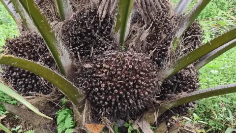 Harga CPO Menguat Didorong Kenaikan Harga Minyak Nabati Pesaing