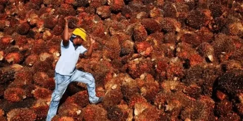 Harga TBS Jambi Periode 18-24 April 2025 Turun Rp68,26/kg, Apa Sebabnya?