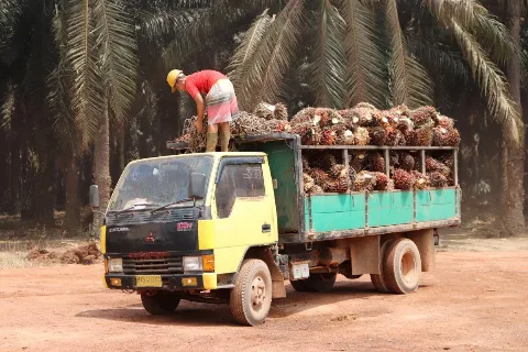 Harga TBS Kelapa Sawit Sumatera Utara Dihargai Rp3.597,71/kg