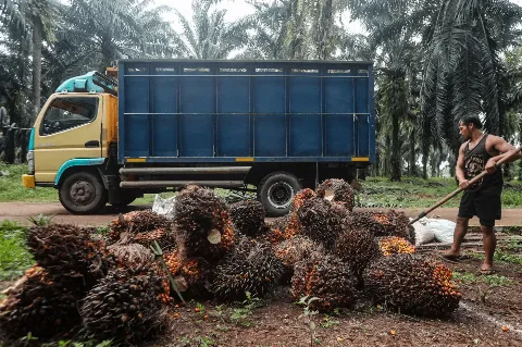 Sawit Komoditas Nonmigas Dengan Kontribusi Devisa Terbesar dan Pelaku Usah Butuh Kepastian Hukum
