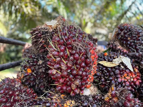 Jangan Salah Pilih! Pemupukan Efektif untuk Hasil Panen yang Optimal!