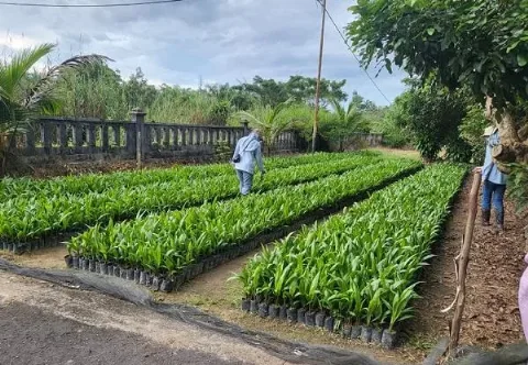 UPT BP3B Provinsi Kalimantan Tengah Melakukan Sertifikasi Benih Kelapa Sawit di Kabupaten Sukamara