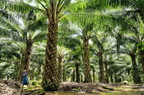 Keberhasilan B50 Diukur Dari Impor Solar yang Ditekan Dan Pasokan Bahan Baku dan Minyak Goreng Rakyat Tetap Aman