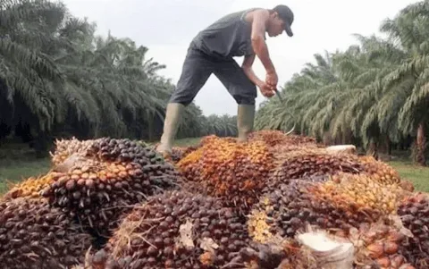 Harga TBS Mitra Swadaya Riau Kembali Naik, Dipicu Penguatan Harga CPO