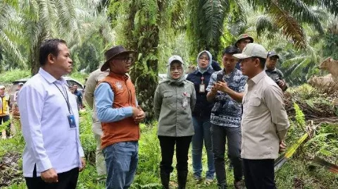 SISKA Tanah Bumbu Jadi Harapan Baru, Potensi Tekan Impor Daging Sapi hingga Perkuat Ketahanan Pangan