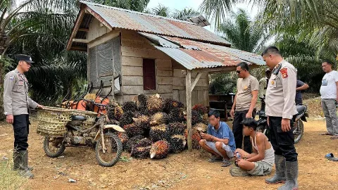 Pencurian Sawit Makin Masif, Aturan Mahkamah Agung Perlu Dikaji Ulang