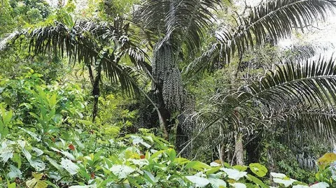 Indonesia Manfaatkan Bahan Baku bioetanol yang Melimpah