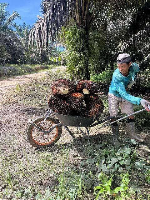 Gerobak Sorong Kingindo, Solusi Tangguh Panen Sawit