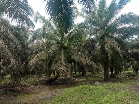ASPEKPIR Berharap Persoalan Kawasan Hutan Terselesaikan