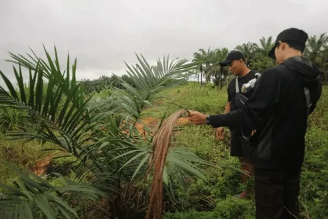 Mahasiswa UGM Jalankan Riset Dampak Program PSR Bagi Masyarakat