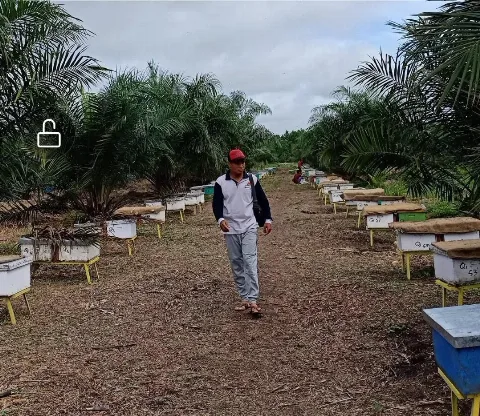 Manisnya Madu Petani Sawit Muratara