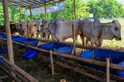 Iduladha 2025: Wilmar Distribusikan 341 Hewan Kurban Kepada Masyarakat