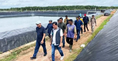 Limbah Udang Diubah Menjadi Pupuk Organik Kelapa Sawit