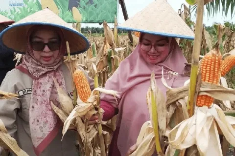 Willmar Hasilkan 1.733 Kg Jagung Dengan Sistem Tumpang Sari