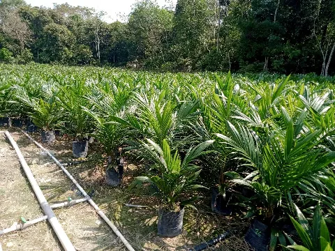Petani Sawit Mandiri Rentan Tertipu Bibit Palsu