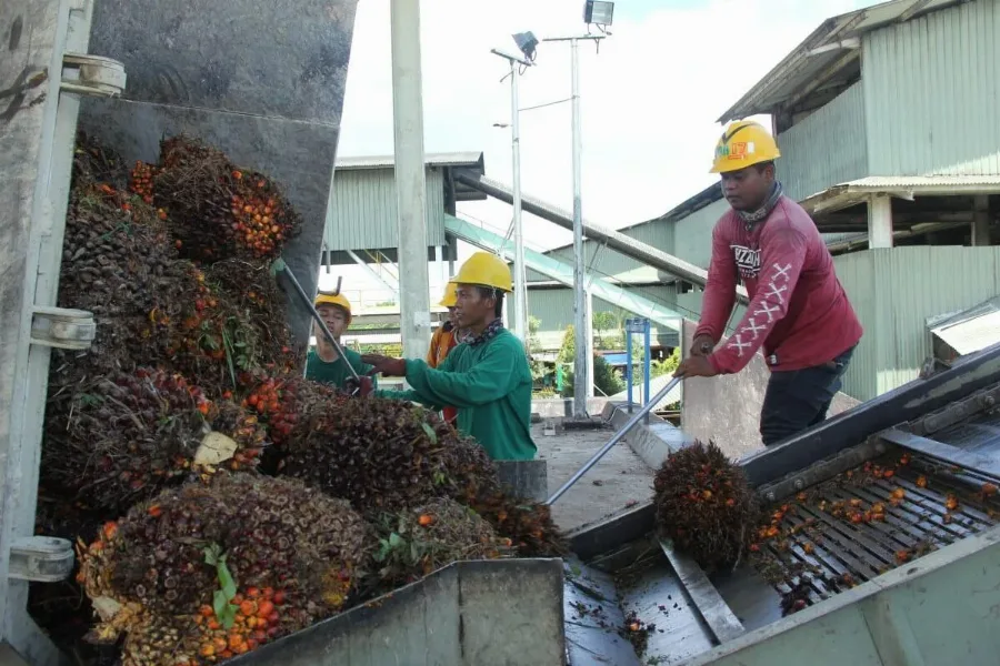 Penertiban Kawasan Hutan Diharapkan Tidak Berdampak Kepada Produksi Sawit