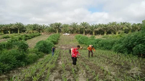 Tumpang Sari Jagung Sawit Memperkuat Ketahanan Pangan
