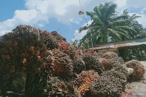 Ekonomi Kalimantan Diperkuat Melalui Hilirisasi Sawit
