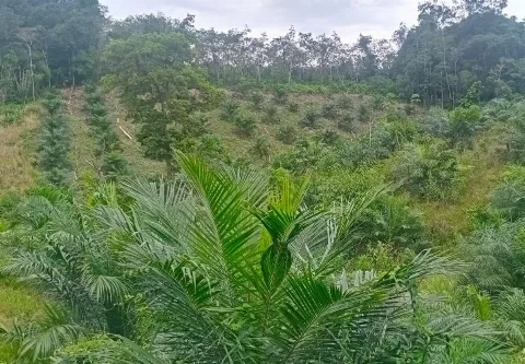 Bapenda Riau: Pajak Air Permukaan untuk Perkebunan Sawit Belum Final, Tahun Ini Masih Kajian