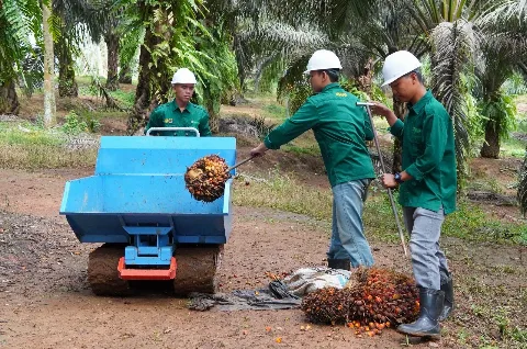 BPDP dan Perusahaan Hadir di Kegiatan Praktik Lapangan Mahasiswa INSTIPER Yogyakarta
