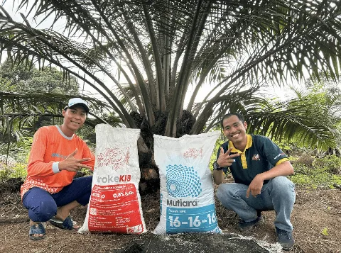 Ini Cara Petani Sawit Kalbar Maksimalkan Produksi dengan Varietas Unggul dan Pemupukan Tepat!