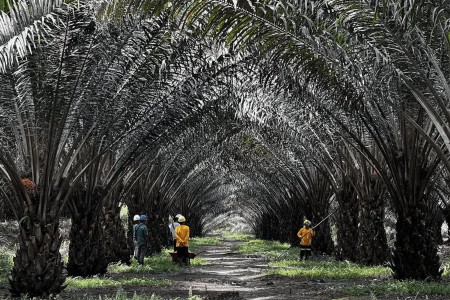 Kontribusi UMKM Terhadap PDB Mencapai 60 Persen dan Menyerap 97 Persen Tenaga Kerja