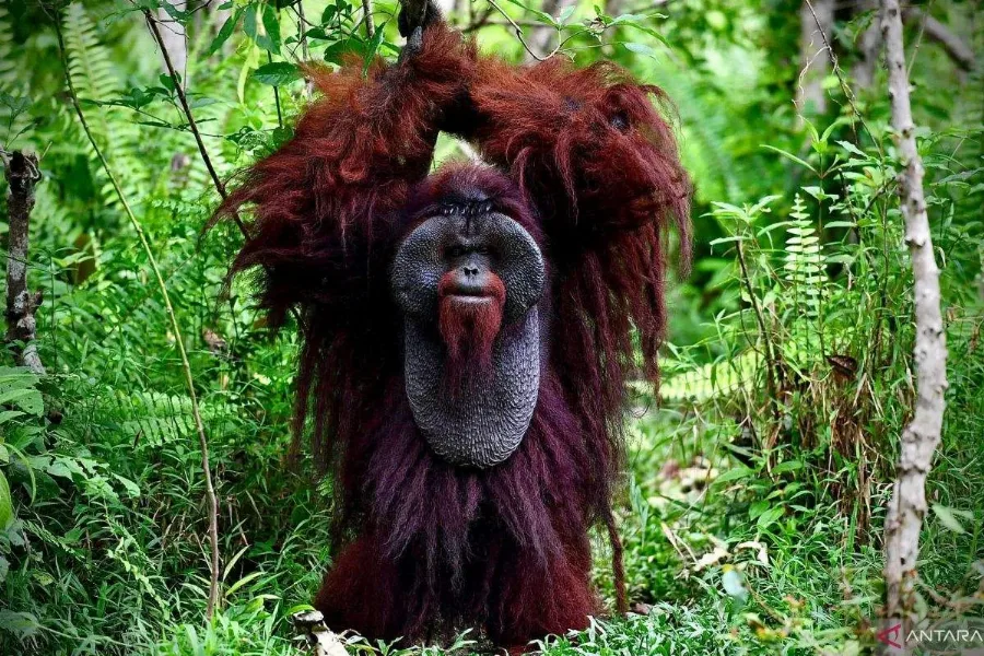 Komitmen Bersama Jaga Kelestarian Orangutan