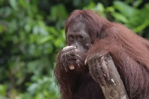 PTPN IV PalmCo Dukung Program Rehabilitasi Orang Utan Kalimantan