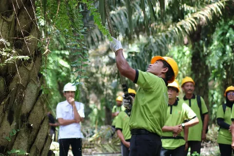 BPDP - Ditjenbun - BPI Selenggarakan Pelatihan Berkaitan Panen Dalam Upaya Peningkatan Kesejahteraan Pekebun Sawit Sumsel