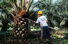 Harga TBS Kelapa Sawit Kaltim Mengalami Penurunan Dalam Beberapa Pekan Terakhir
