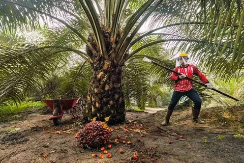 BPDP Gencarkan Peremajaan Sawit, Target Produksi 60 Juta Ton CPO pada 2030