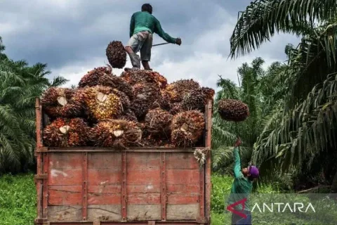 Disbun Kaltim Desak Pekebun Sawit Swadaya Segera Bermitra Resmi Demi Menjamin Keadilan Harga TBS Sesuai Regulasi