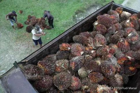 Tren Harga TBS Jambi Meroket, Petani Sawit Mitra Dapat Harga Rp3.920,27/Kg
