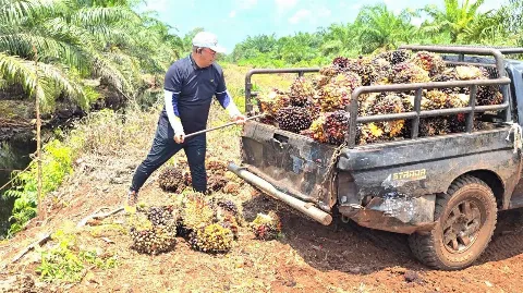 Harga TBS Sawit Sepekan Stabil,  APKASINDO Proyeksikan Tetap Positif