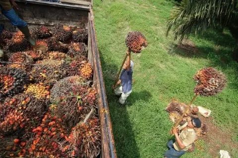 Harga TBS Sawit Lampung Periode II Maret 2026 Naik, Tertinggi Capai Rp3.397/Kg