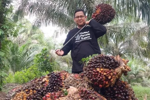 TBS Kelapa Sawit Mitra Plasma Minggu Ini Dihargai Rp3.776 per Kg
