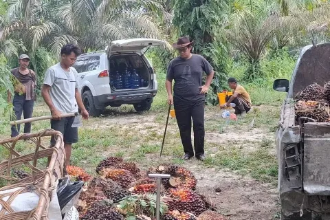 Disbun Riau Tetapkan Harga TBS Kelapa Sawit Mitra Plasma Rp 3,831.76 untuk periode 1 - 7 Juli 2026
