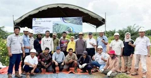 IPB University Mengembangkan Inovatif  “Koronisasi”  di Lahan Replanting Sawit