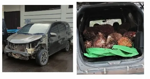 Polres Sekadau Tangkap Pencuri TBS Milik PT Bintang Sawit Lestari