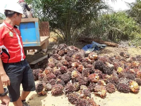 Harga TBS Kelapa Sawit Kalbar Periode II Bulan September 2025 di Hargai Rp 3.461,59/Kg