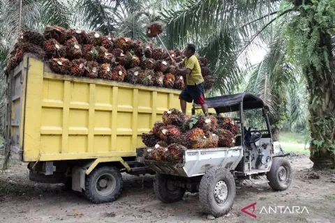 KSO Memengaruhi Keberlanjutan dan Produktivitas Hutan Sawit